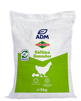 Gallina Ganador Postura desarrollo